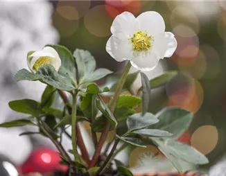 Christrosen im Garten – Blütenpracht zu Weihnachten erleben Christrosen im Garten – Blütenpracht zu Weihnachten erleben