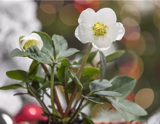 Christrosen im Garten – Blütenpracht zu Weihnachten erleben Christrosen im Garten – Blütenpracht zu Weihnachten erleben