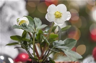 Helleborus niger - Christrose