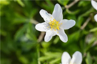Anemone nemorosa - Busch-Windröschen