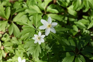 Anemone nemorosa - Busch-Windröschen