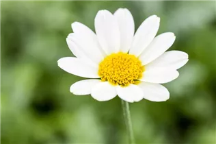 Anthemis tinctoria 'Sauce Hollandaise' - Helle Färberkamille 'Sauce Hollandaise'