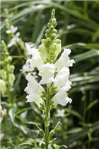 Antirrhinum Dazzling Lips® - Antirrhinum Dazzling Lips® Antirrhinum Dazzling Lips® - Antirrhinum Dazzling Lips®