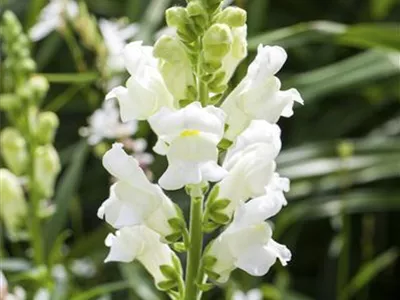 Antirrhinum Dazzling Lips® - Antirrhinum Dazzling Lips® Antirrhinum Dazzling Lips® - Antirrhinum Dazzling Lips®