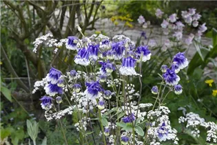 Aquilegia vulgaris 'Plena' - Gefülltblühende Akelei