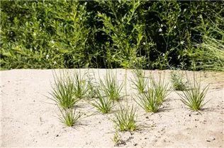 Anthericum liliago - Astlose Graslilie Anthericum liliago - Astlose Graslilie