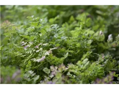 Anthriscus cerefolium - Echter Kerbel Anthriscus cerefolium - Echter Kerbel