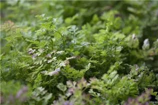 Anthriscus cerefolium - Echter Kerbel Anthriscus cerefolium - Echter Kerbel