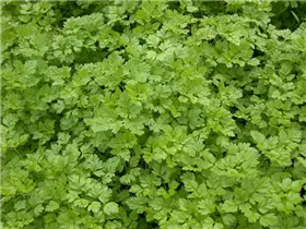 Anthriscus cerefolium - Echter Kerbel Anthriscus cerefolium - Echter Kerbel