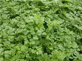 Anthriscus cerefolium - Echter Kerbel Anthriscus cerefolium - Echter Kerbel