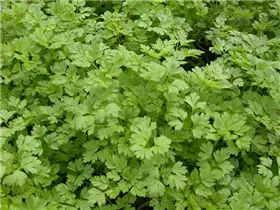 Anthriscus cerefolium - Echter Kerbel Anthriscus cerefolium - Echter Kerbel