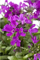 Arabis blepharophylla - Wimperblättrige Gänsekresse Arabis blepharophylla - Wimperblättrige Gänsekresse