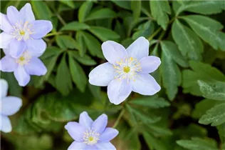 Anemone nemorosa 'Royal Blue' - Garten-Busch-Windröschen 'Royal Blue'