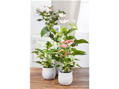 Anthurium x andreanum - Flamingoblume Anthurium x andreanum - Flamingoblume
