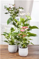 Anthurium x andreanum - Flamingoblume Anthurium x andreanum - Flamingoblume