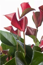 Anthurium x andreanum - Flamingoblume Anthurium x andreanum - Flamingoblume