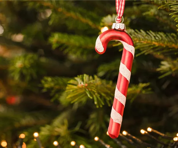 - Deko für den Weihnachtsbaum – Von Anis bis Zuckerstange!  - Deko für den Weihnachtsbaum – Von Anis bis Zuckerstange!