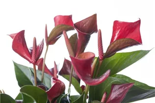 Anthurium x andreanum - Flamingoblume Anthurium x andreanum - Flamingoblume