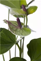 Anthurium x andreanum - Flamingoblume Anthurium x andreanum - Flamingoblume