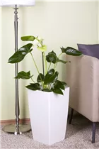 Anthurium x andreanum - Flamingoblume Anthurium x andreanum - Flamingoblume