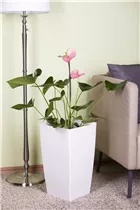Anthurium x andreanum - Flamingoblume Anthurium x andreanum - Flamingoblume