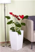 Anthurium x andreanum - Flamingoblume Anthurium x andreanum - Flamingoblume