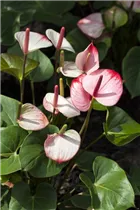 Anthurium x andreanum - Flamingoblume Anthurium x andreanum - Flamingoblume