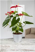 Anthurium x andreanum - Flamingoblume Anthurium x andreanum - Flamingoblume
