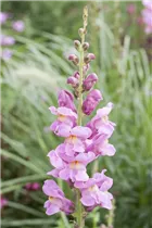 Antirrhinum majus 'Rocket' - Großes Löwenmaul 'Rocket'