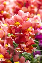 Antirrhinum majus 'Sonnet Scarlet' - Großes Löwenmaul 'Sonnet Scarlet'