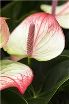 Anthurium x andreanum 'Beauty Queen'® - Flamingoblume 'Beauty Queen'®