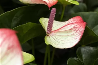 Anthurium x andreanum 'Beauty Queen'® - Flamingoblume 'Beauty Queen'®