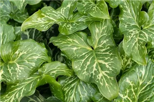 Arum italicum 'Marmoratum' - Geaderter Aronstab 'Marmoratum'
