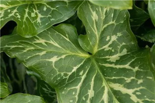 Arum italicum 'Marmoratum' - Geaderter Aronstab 'Marmoratum'