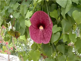 Aristolochia elegans - Pfeifenblume Aristolochia elegans - Pfeifenblume