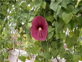 Aristolochia elegans - Pfeifenblume Aristolochia elegans - Pfeifenblume