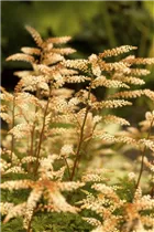 Aruncus aethusifolius - Zwerg-Geißbart