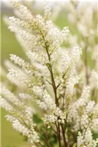 Aruncus aethusifolius 'Bronze' - Geißbart 'Bronze'