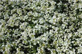 Arabis caucasica 'Schneehaube' - Garten-Gänsekresse 'Schneehaube'