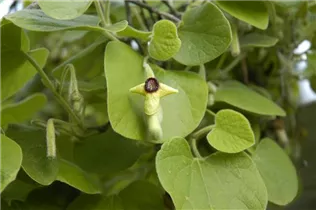Aristolochia tomentosa - Pfeifenblume Aristolochia tomentosa - Pfeifenblume