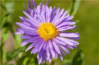Aster alpinus 'Dunkle Schöne' - Niedrige Garten-Aster 'Dunkle Schöne'