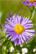 Aster alpinus 'Dunkle Schöne' - Niedrige Garten-Aster 'Dunkle Schöne'
