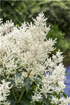 Aruncus dioicus - Hoher Wald-Geißbart Aruncus dioicus - Hoher Wald-Geißbart