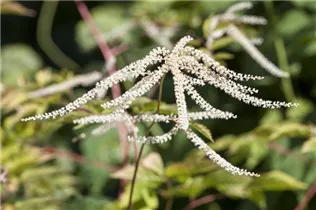 Aruncus dioicus - Hoher Wald-Geißbart Aruncus dioicus - Hoher Wald-Geißbart