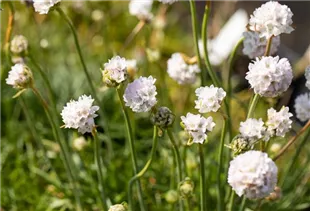 Armeria maritima 'Alba' - Garten-Grasnelke 'Alba'