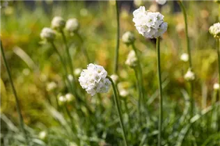 Armeria maritima 'Alba' - Garten-Grasnelke 'Alba'