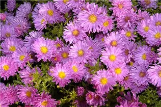 Aster alpinus 'Happy End' - Niedrige Garten-Aster 'Happy End'