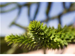 Araucaria araucana - Andentanne Araucaria araucana - Andentanne