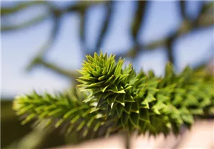 Araucaria araucana - Andentanne Araucaria araucana - Andentanne