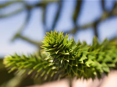 Araucaria araucana - Andentanne Araucaria araucana - Andentanne